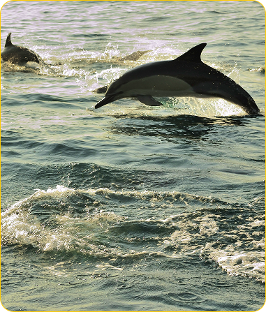 Agriculture and green economy opportunities in iLembe