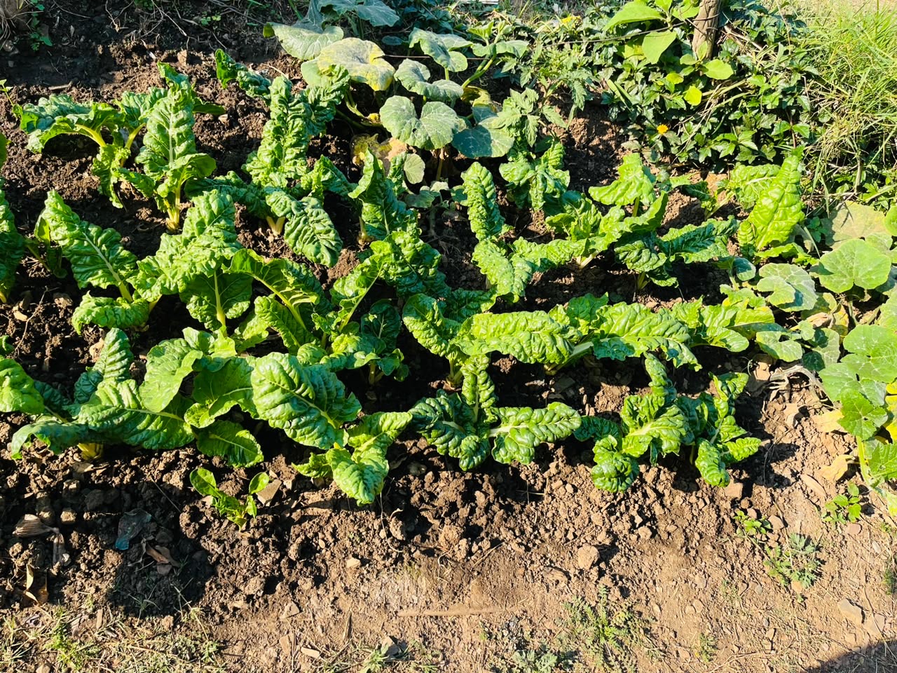 One Home One Garden programme photo 5
