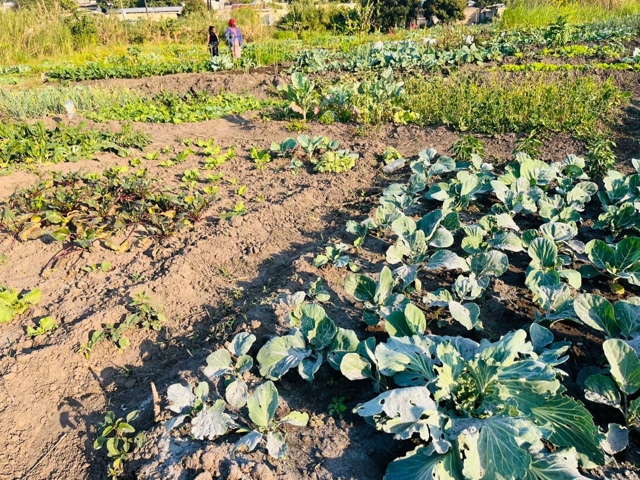One Home One Garden programme photo 7
