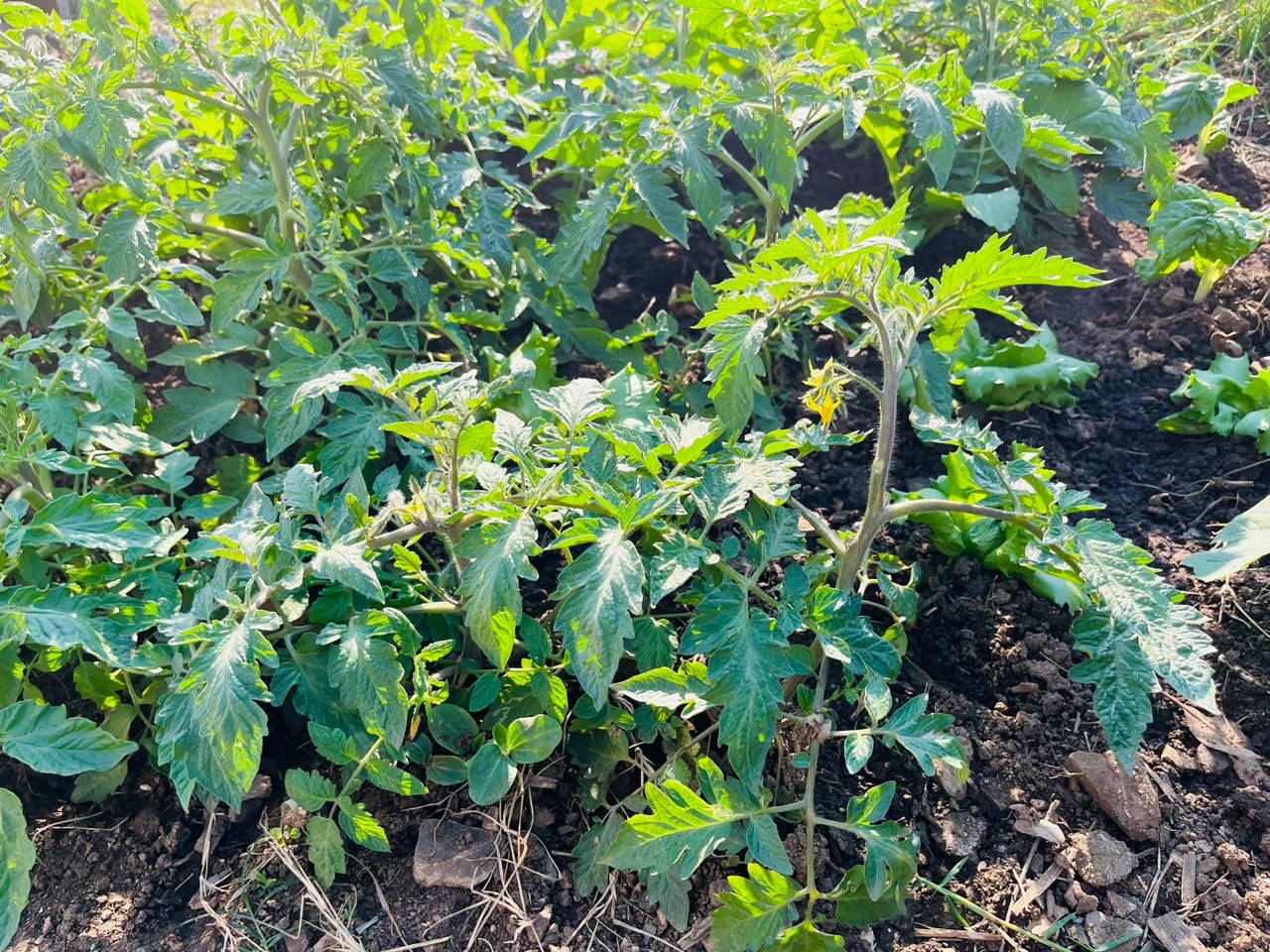 One Home One Garden programme photo 20
