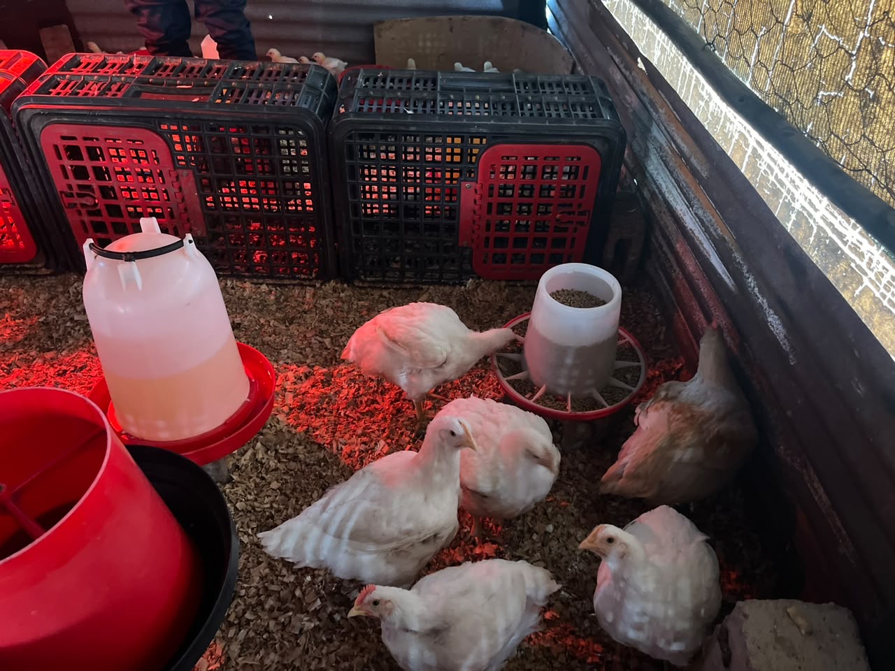 Shanoz Poultry Project support visit photo 8