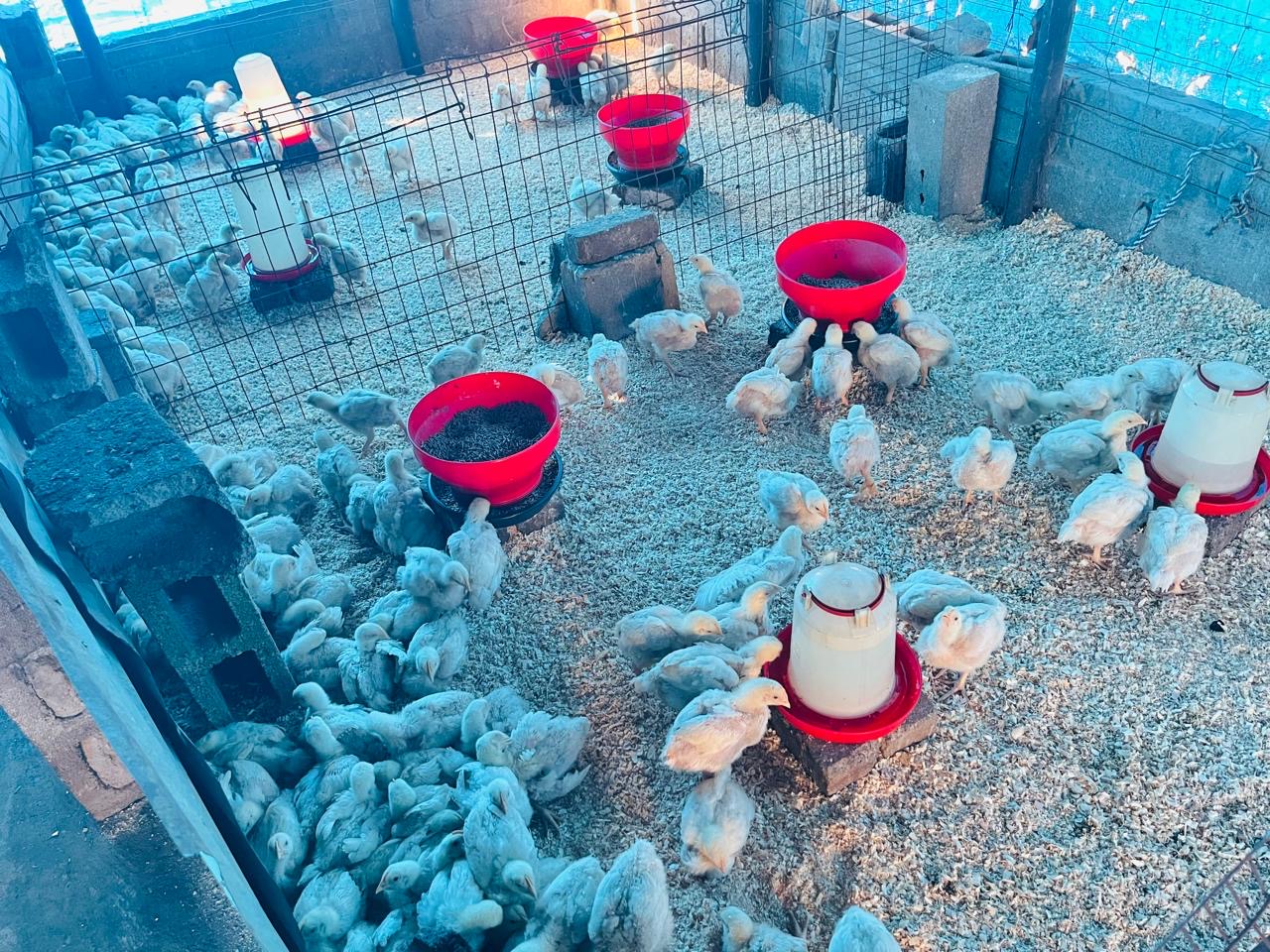 Zanose Farming support visit photo 2