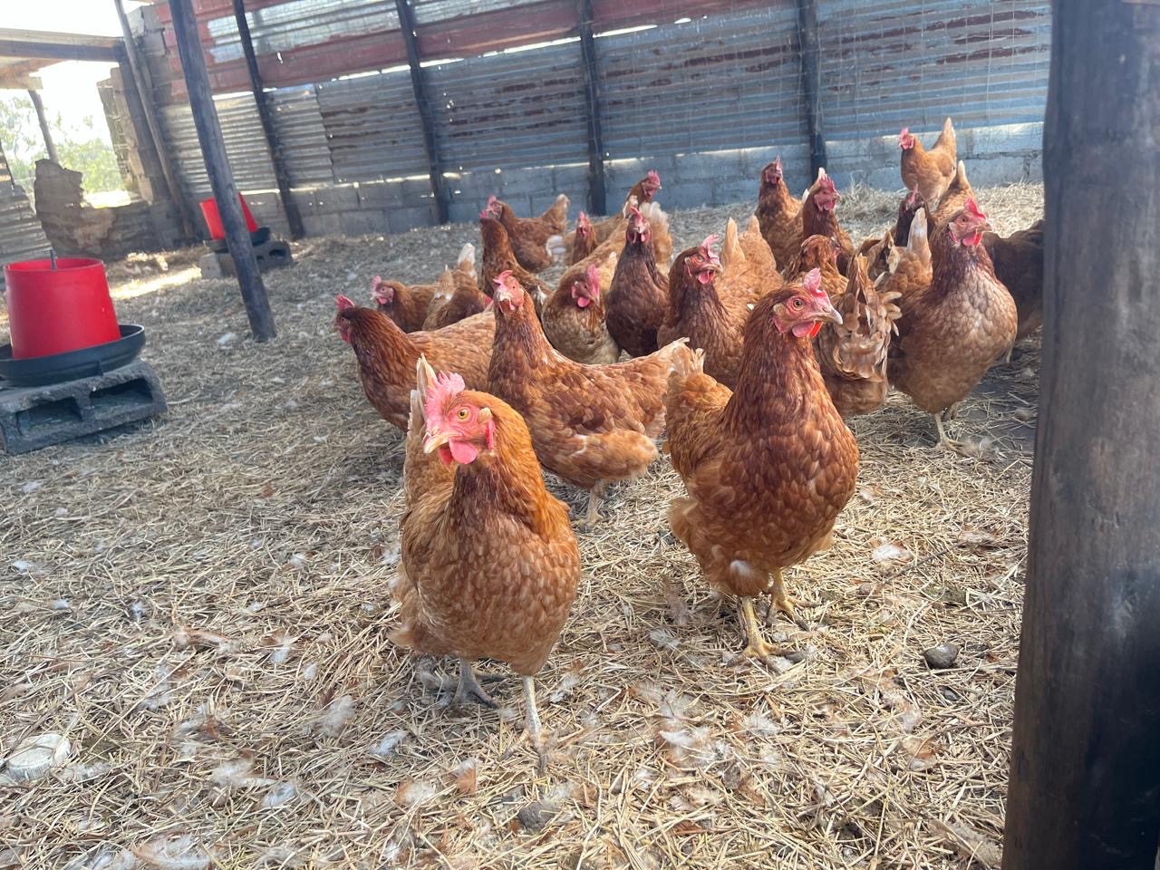 Zanose Farming support visit photo 10